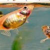 Fish Keepers Choice
