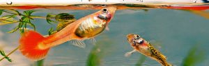 Fish Keepers Choice