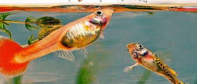 Fish Keepers Choice