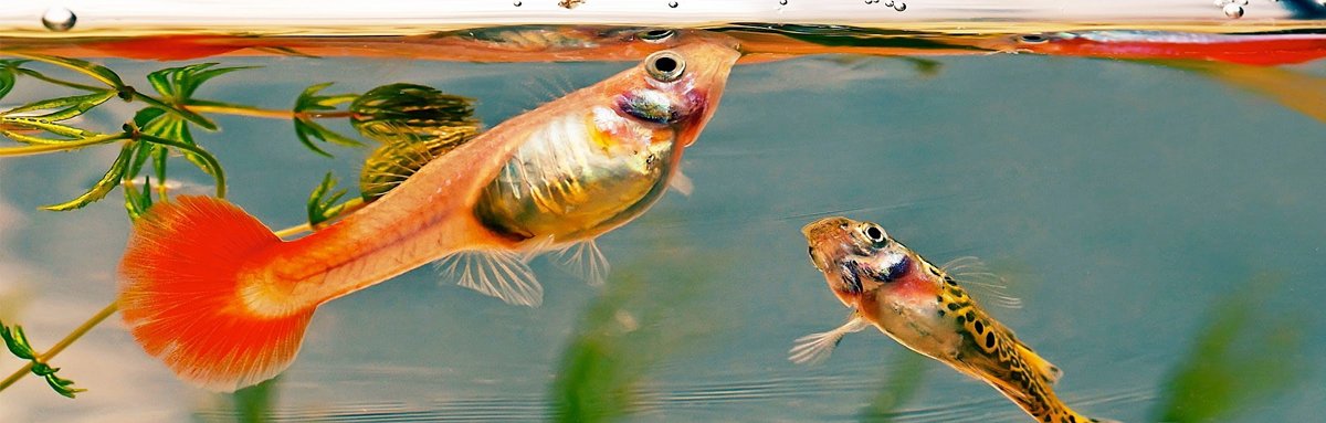 Fish Keepers Choice