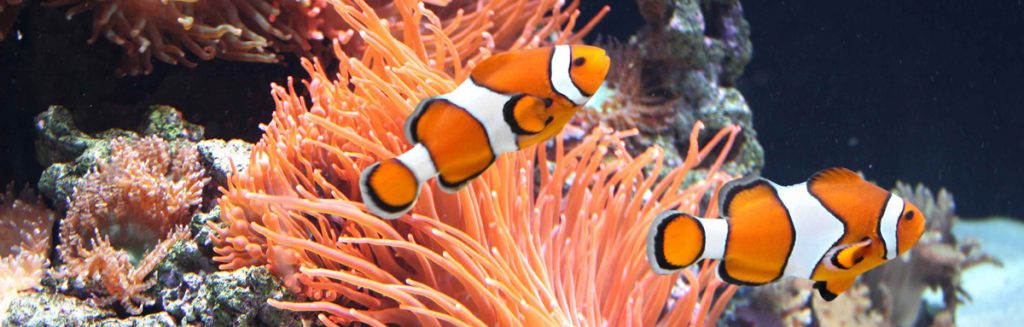 Fish Keepers Choice