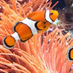 Fish Keepers Choice