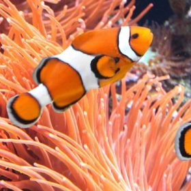 Fish Keepers Choice