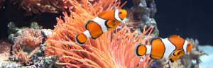 Fish Keepers Choice