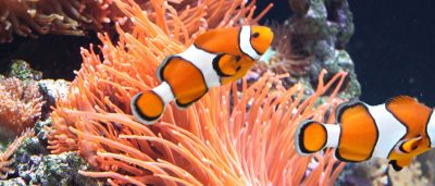 Fish Keepers Choice