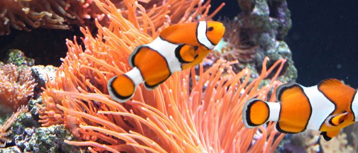 Fish Keepers Choice
