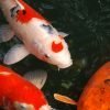 Fish Keepers Choice