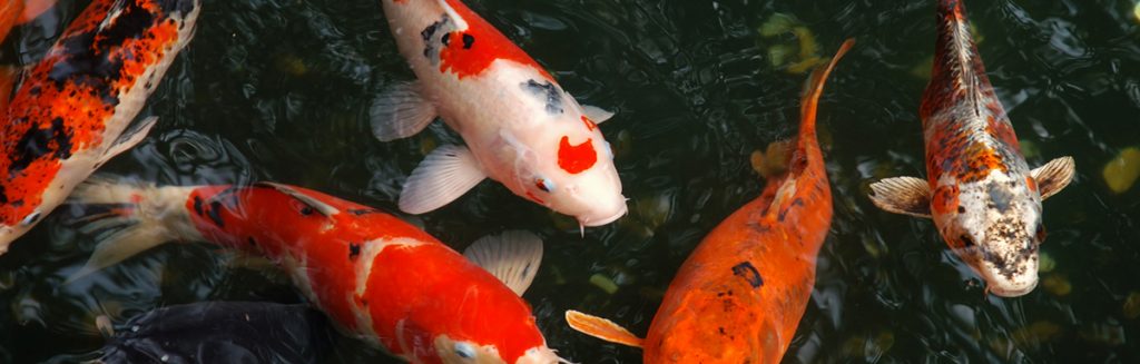 Fish Keepers Choice