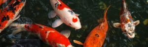 Fish Keepers Choice