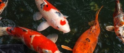Fish Keepers Choice