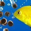 Fish Keepers Choice