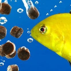 Fish Keepers Choice