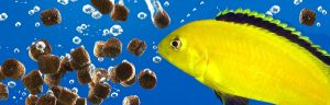 Fish Keepers Choice