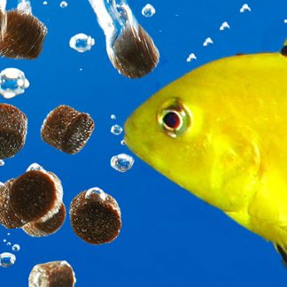 Fish Keepers Choice