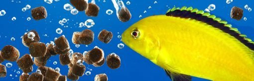 Fish Keepers Choice