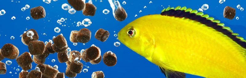 Fish Keepers Choice