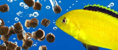 Fish Keepers Choice