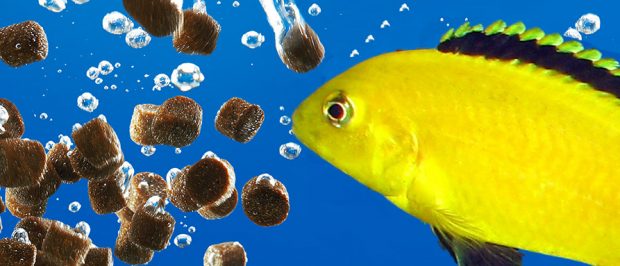 Fish Keepers Choice