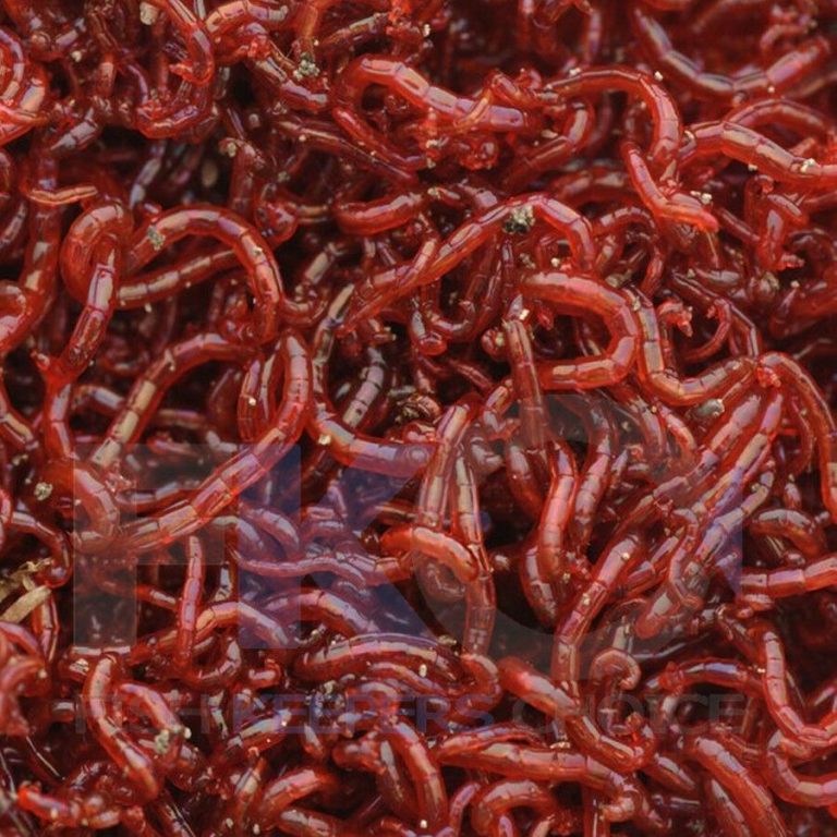 FKC Aqua Premium Bloodworm Flakes 100g-5kg - Image 5