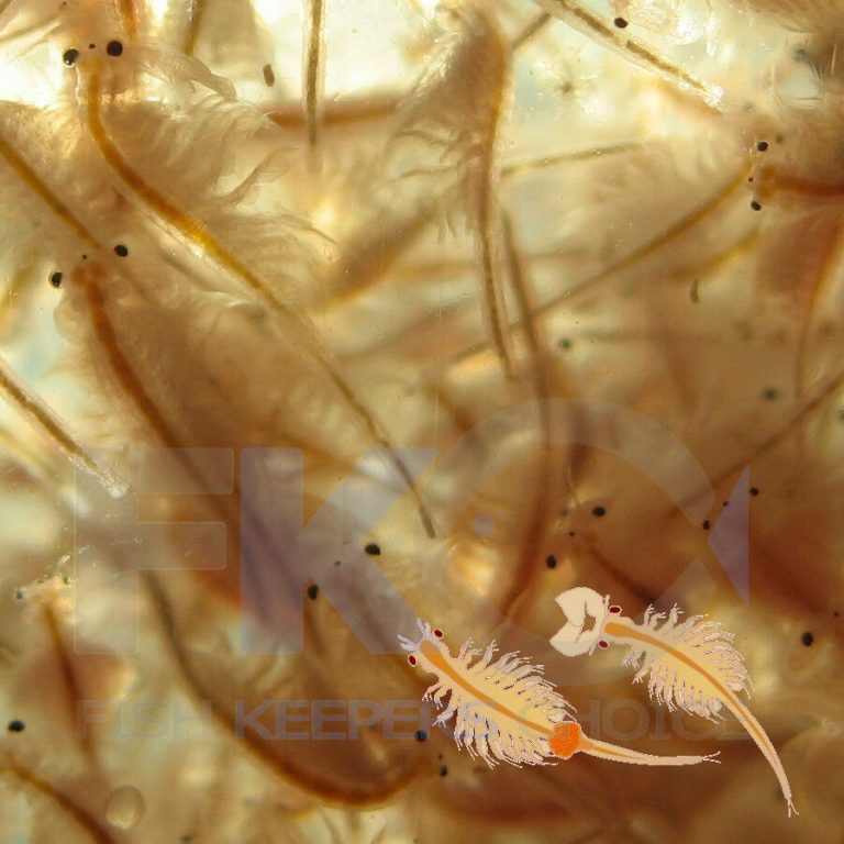 FKC Aqua Premium Brine Artemia Shrimp Flakes 100g-5kg - Image 5