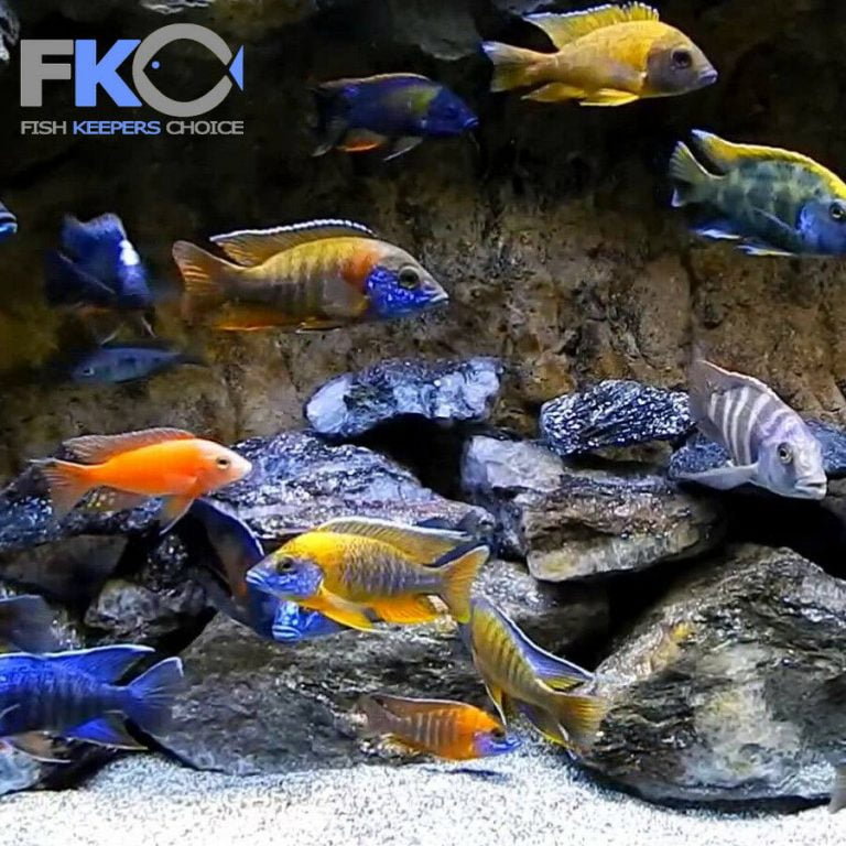 FKC Cichlid Flakes 100g-5kg - Image 7