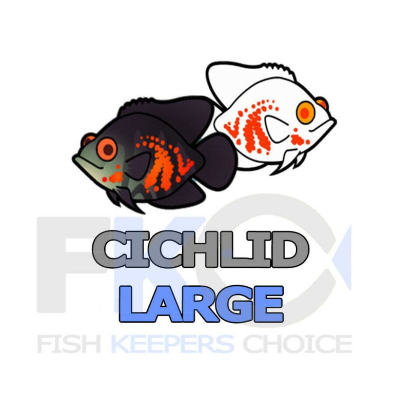 FKC Cichlid Large Protein & Growth Floating 8mm Pellets 100g-16kg - Image 6