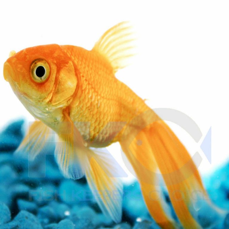 FKC Goldfish Aquarium Flakes 100g-5kg - Image 6