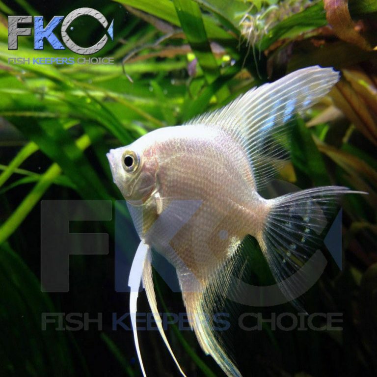 FKC Tropical Aquarium Flakes 100g-5kg - Image 7