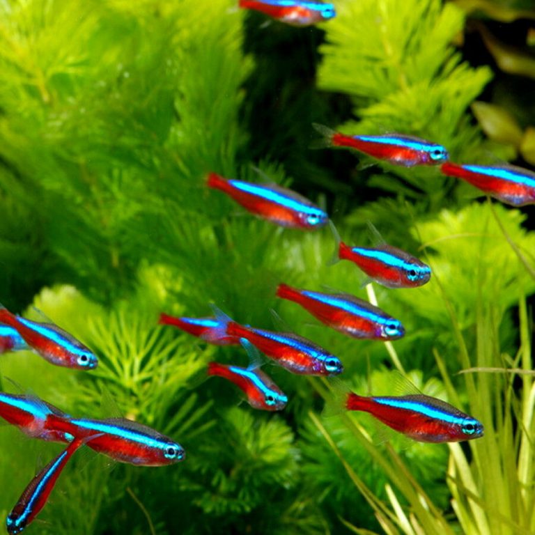 FKC Colour Enhancing Flakes 100g-5kg - Image 7